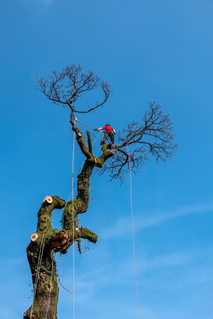 Baumpflege Dormagen
